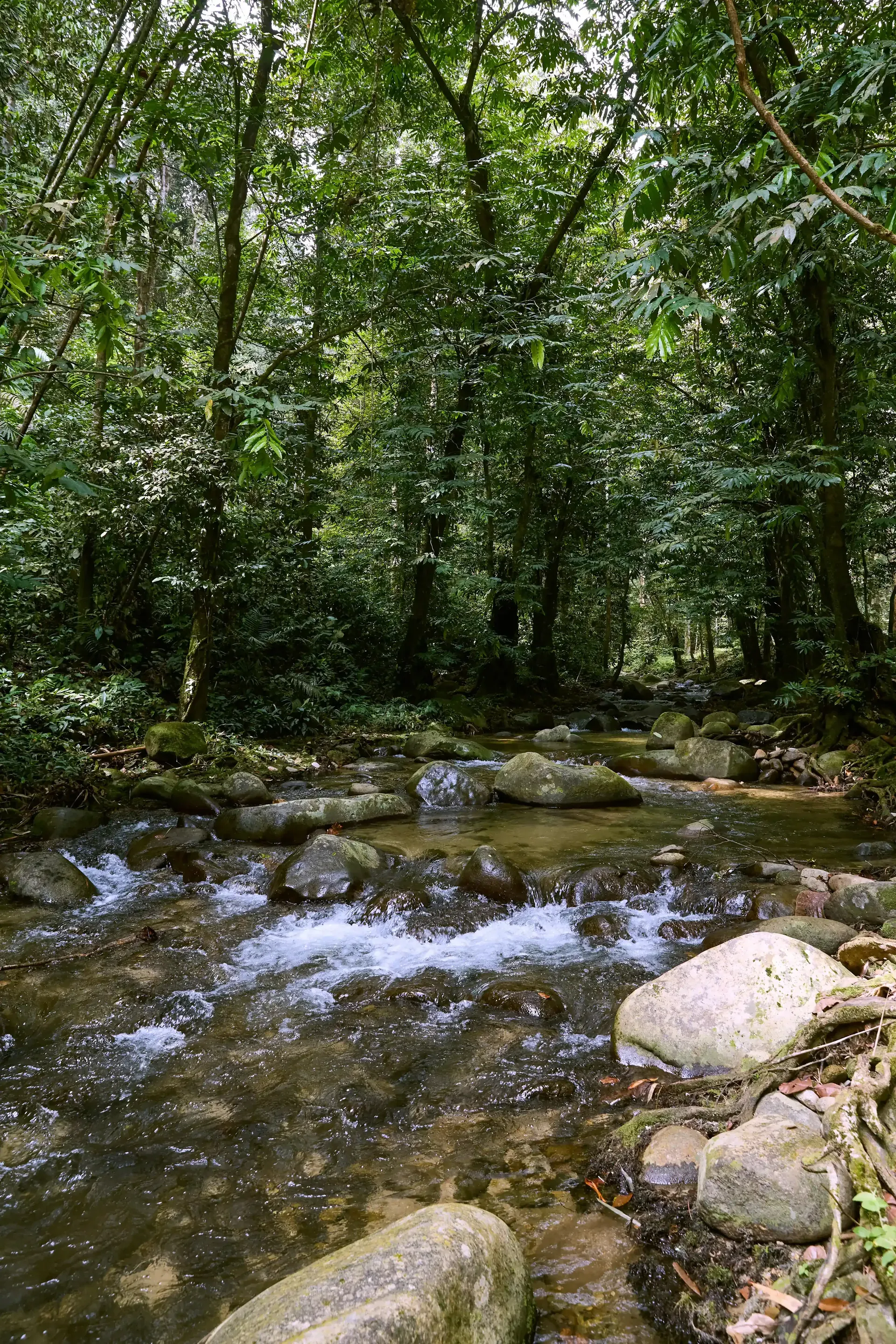 Rocky stream at Sungai Congkak